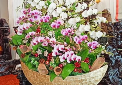Vì Sao Hoa Lan Được Giới Yêu Cây Cảnh Việt Nam Ưa Chuộng?