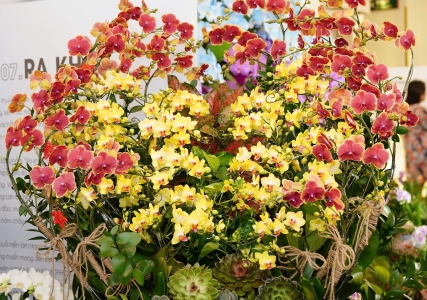 Hướng Dẫn Chăm Sóc Hoa Lan Đúng Cách Cho Người Mới Bắt Đầu