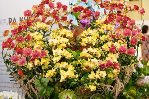 Hướng Dẫn Chăm Sóc Hoa Lan Đúng Cách Cho Người Mới Bắt Đầu