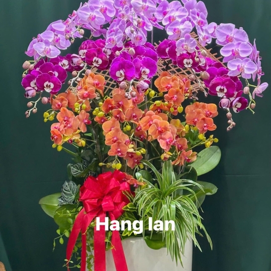 Hằng Lan ĐT59