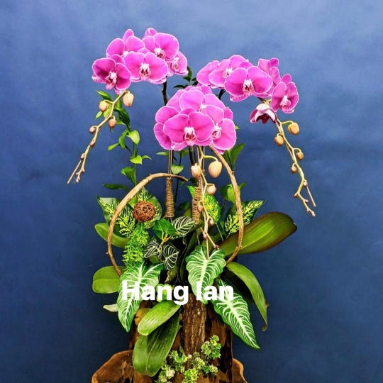 Hằng Lan SN61