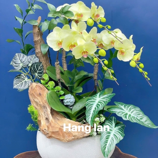 Hằng Lan SN60