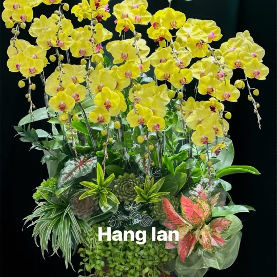 Hằng Lan ĐT56