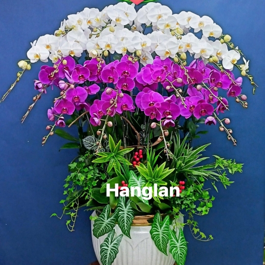 Hằng Lan ĐT58
