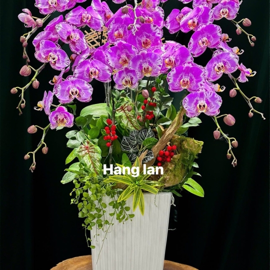 Hằng Lan SN51