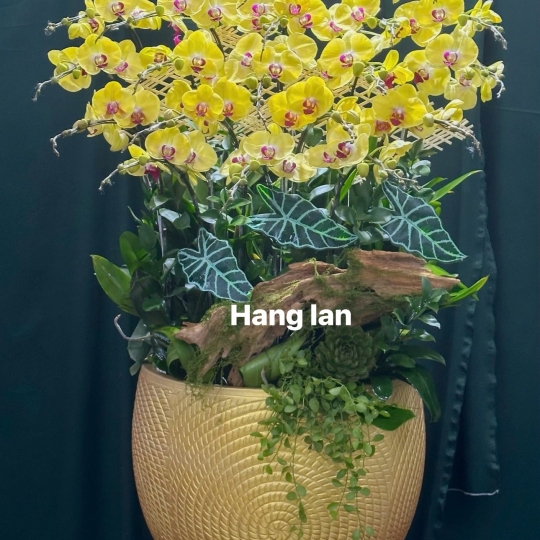 Hằng Lan CM46