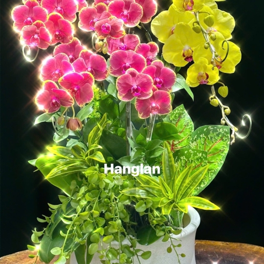 Hằng Lan CM53