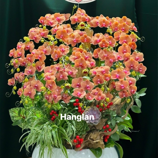 Hằng Lan CM45