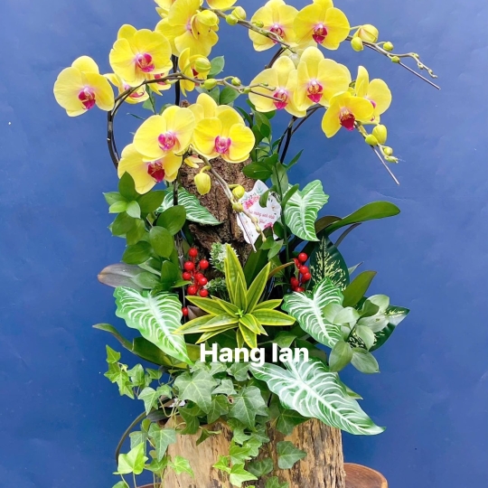 Hằng Lan CM54