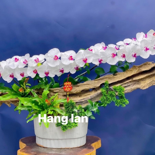Hằng Lan ĐT37