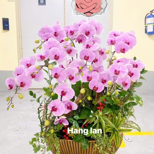 Hằng Lan CM38