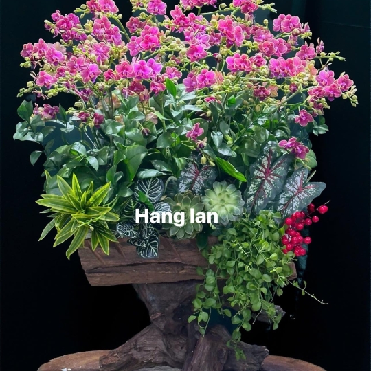 Hằng Lan CM40