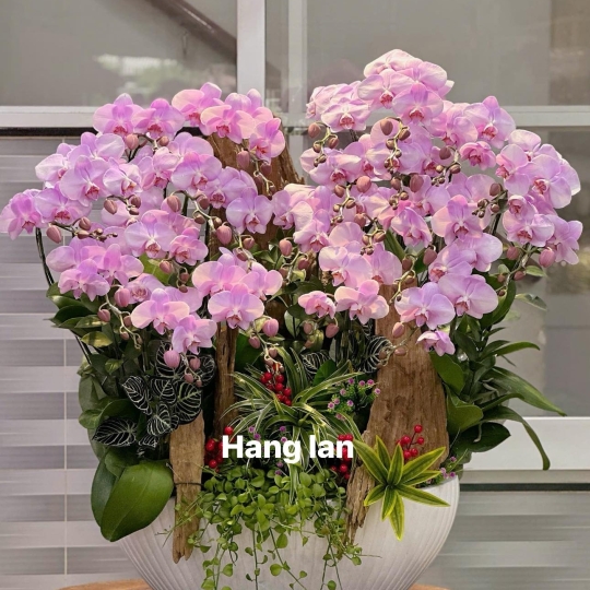 Hằng Lan SN41