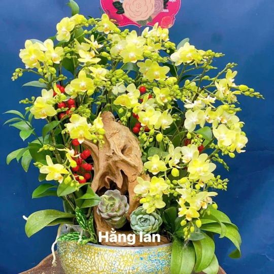 Hằng Lan CM35