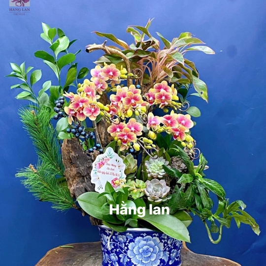 Hằng Lan SN36