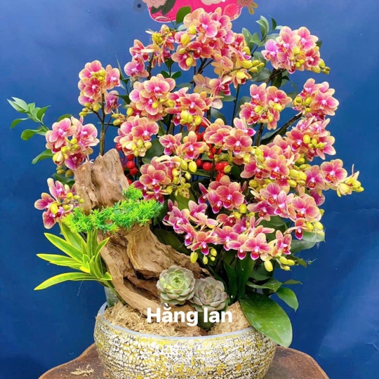 Hằng Lan CM34