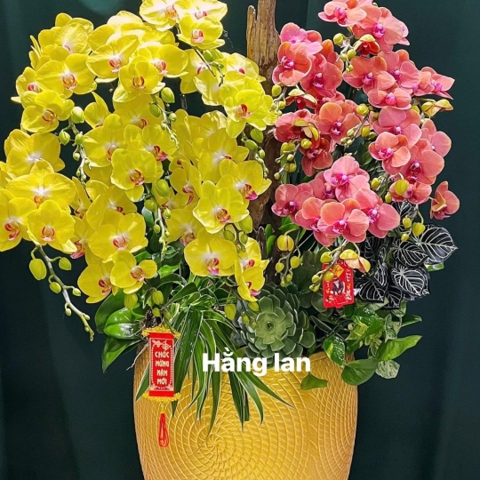 Hằng Lan CM31