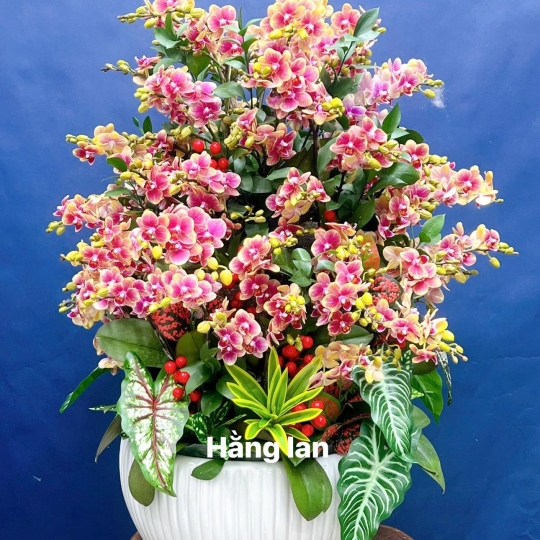 Hằng Lan CM32