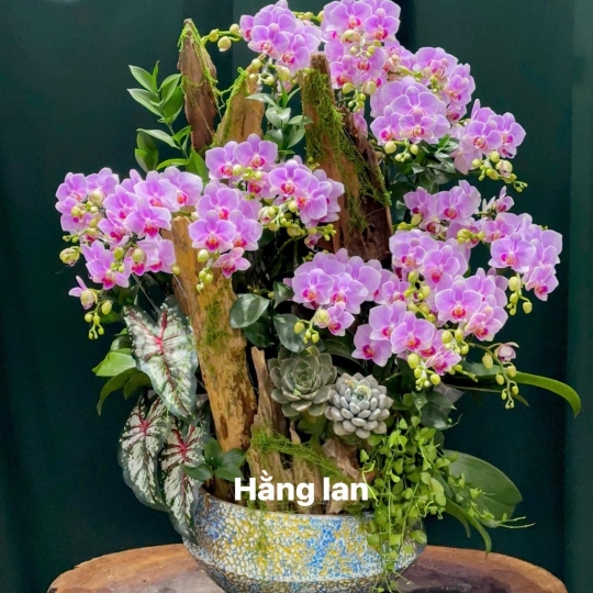 Hằng Lan CM33