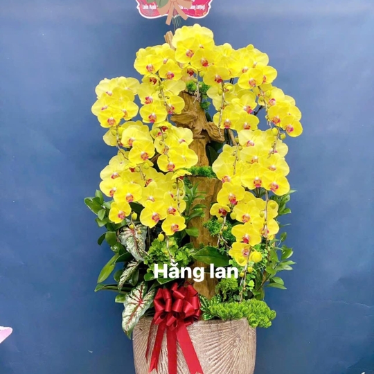 Hằng Lan CM36