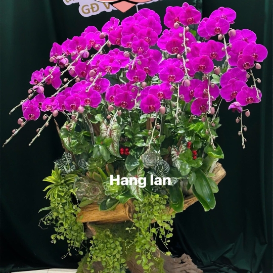 Hằng Lan CM48