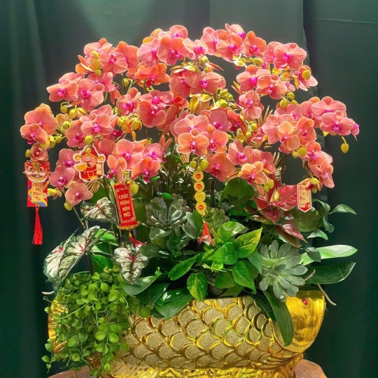 Hằng Lan ĐT08
