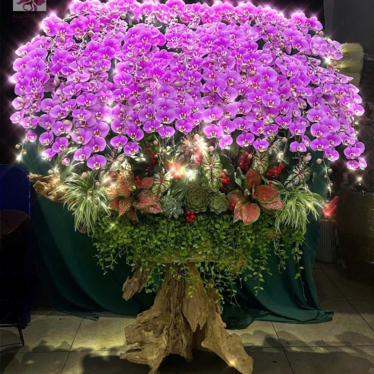 Hằng Lan KT27